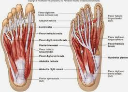 foot muscles