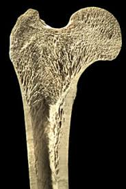 Functional Movement Bone Tissue Image